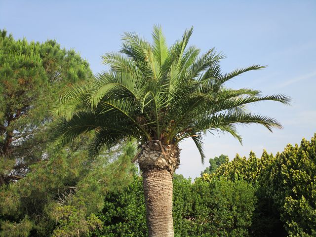 FV Stella Sud